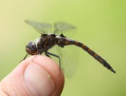 Attēlu rezultāti vaicājumam “Cordulidae”