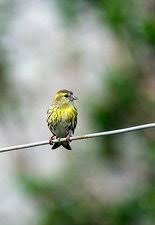 Attēlu rezultāti vaicājumam “Carduelis spinus female”