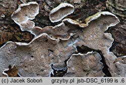 Attēlu rezultāti vaicājumam “Skeletocutis carneogrisea”