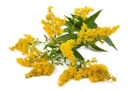 Attēlu rezultāti vaicājumam “Solidago virgaurea”