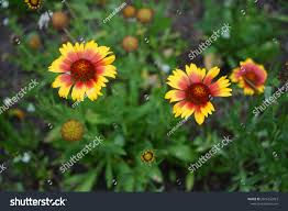 Image result for Gaillardia `Kobold`