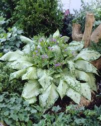 Image result for Pulmonaria Silverado