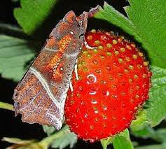 Attēlu rezultāti vaicājumam “Scoliopteryx libatrix”