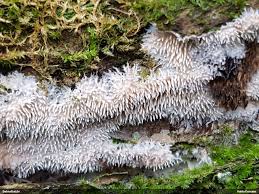 Attēlu rezultāti vaicājumam “Hydnocristella himantia”