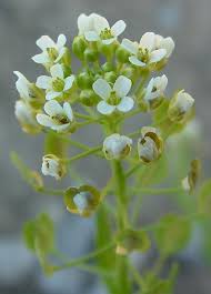 Attēlu rezultāti vaicājumam “Thlaspi arvense”