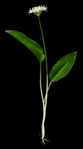 Attēlu rezultāti vaicājumam “Allium ursinum”