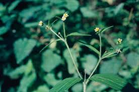 Attēlu rezultāti vaicājumam “Galium album fruit”