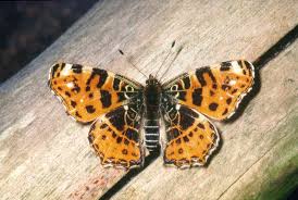 Attēlu rezultāti vaicājumam “Araschnia levana”