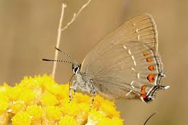 Attēlu rezultāti vaicājumam “Satyrium ilicis”
