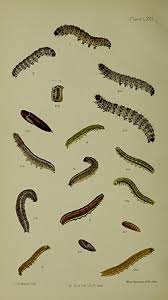 Attēlu rezultāti vaicājumam “Dypterygia scabriuscula”