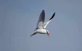 Image result for Phaethon aethereus