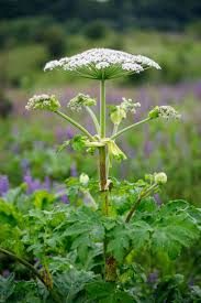 Attēlu rezultāti vaicājumam “Heracleum sosnowskyi leaf”