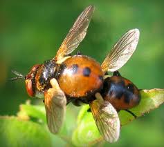 Attēlu rezultāti vaicājumam “Gymnosoma sp.”