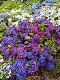 Attēlu rezultāti vaicājumam “Hydrangea”