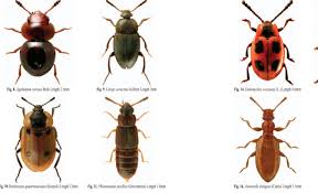 Attēlu rezultāti vaicājumam “Dienerella elongata”