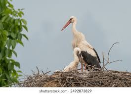 Attēlu rezultāti vaicājumam “Ciconia ciconia juvenile”