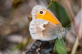 Attēlu rezultāti vaicājumam “Hyponephele lycaon”