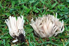 Attēlu rezultāti vaicājumam “Clavaria fumosa”