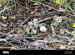 Attēlu rezultāti vaicājumam “Caprimulgus europaeus eggs”