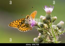 Attēlu rezultāti vaicājumam “Argynnis aglaja upperside”