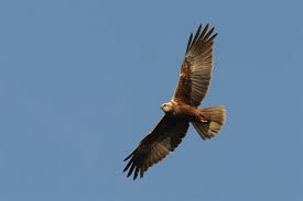 Attēlu rezultāti vaicājumam “Circus aeruginosus”