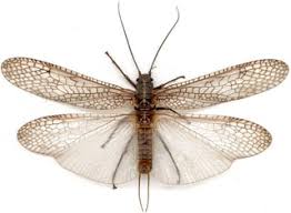 Attēlu rezultāti vaicājumam “Plecoptera”