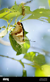 Attēlu rezultāti vaicājumam “Apatura iris male”