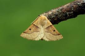 Attēlu rezultāti vaicājumam “Crocallis elinguaria larva”
