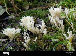 Attēlu rezultāti vaicājumam “Clavulina coralloides”