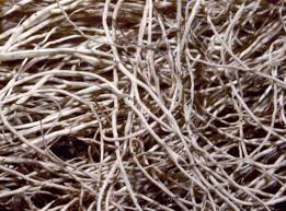 Attēlu rezultāti vaicājumam “Bryoria capillaris”