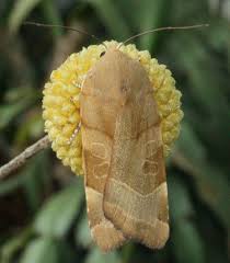 Attēlu rezultāti vaicājumam “Noctua fimbriata”