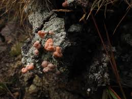 Attēlu rezultāti vaicājumam “Dibaeis baeomyces”