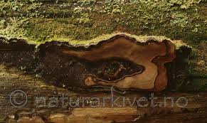 Attēlu rezultāti vaicājumam “Phellinus nigrolimitatus”