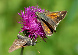 Attēlu rezultāti vaicājumam “Hesperia comma underside”