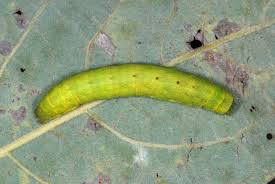 Attēlu rezultāti vaicājumam “Lacanobia contigua”