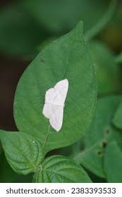 Attēlu rezultāti vaicājumam “Scopula floslactata”