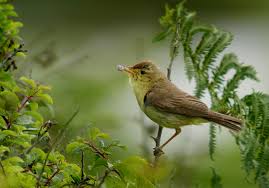 Image result for Hippolais polyglotta