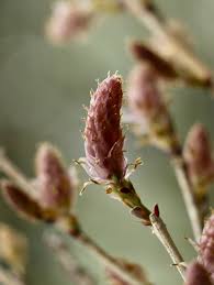 Attēlu rezultāti vaicājumam “Aesculus flava bud”