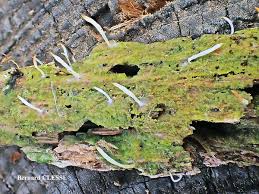 Attēlu rezultāti vaicājumam “Multiclavula mucida”