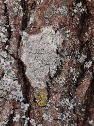 Attēlu rezultāti vaicājumam “Lecanora allophana”