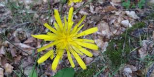 Attēlu rezultāti vaicājumam “Hieracium vulgatum”