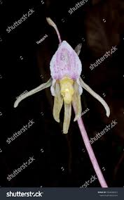 Attēlu rezultāti vaicājumam “Epipogium aphyllum”