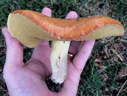 Attēlu rezultāti vaicājumam “Suillus granulatus”