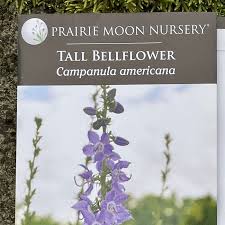 Image result for Campanula americana