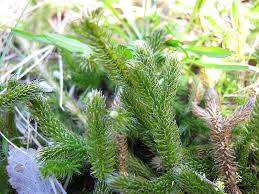 Attēlu rezultāti vaicājumam “Lycopodium dubium”