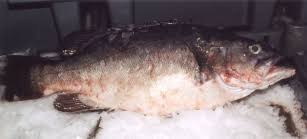 Image result for Polyprion americanus