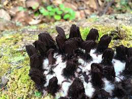 Attēlu rezultāti vaicājumam “Stemonitis fusca”