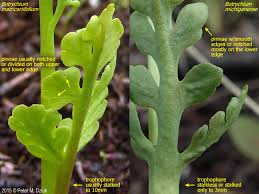 Attēlu rezultāti vaicājumam “Botrychium matricariifolium”