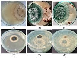 Attēlu rezultāti vaicājumam “Diderma radiatum plasmodium”