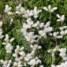 Attēlu rezultāti vaicājumam “Antennaria dioica male flower”